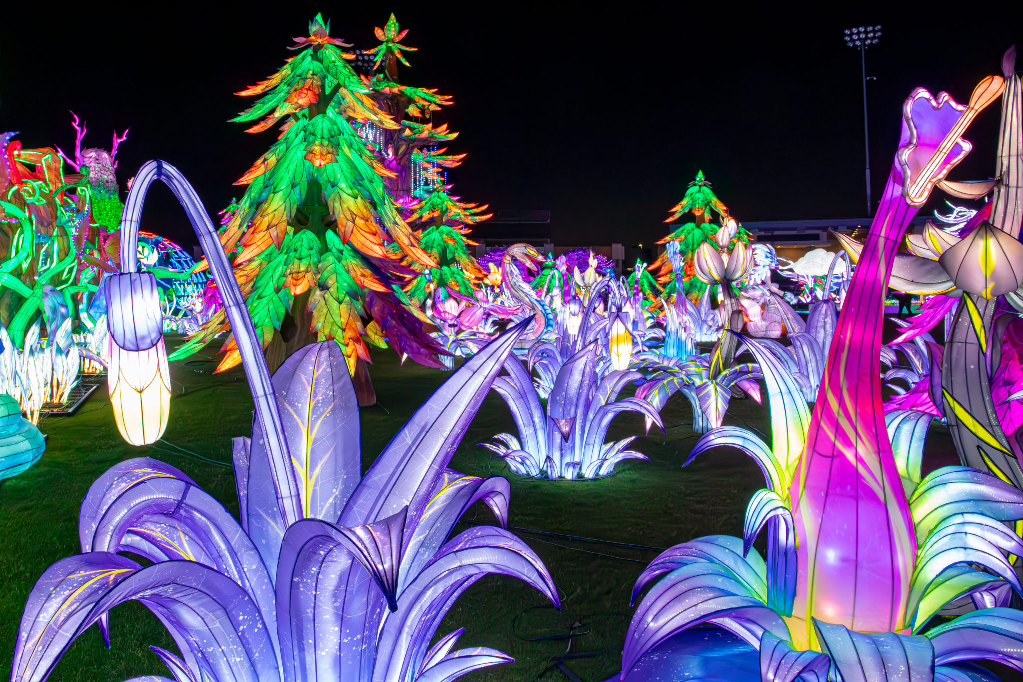 The Stockton Lantern Festival: A Central Valley Wonderland - Downtown ...